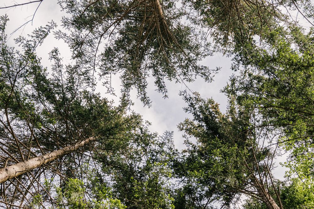 Trees in the Forest